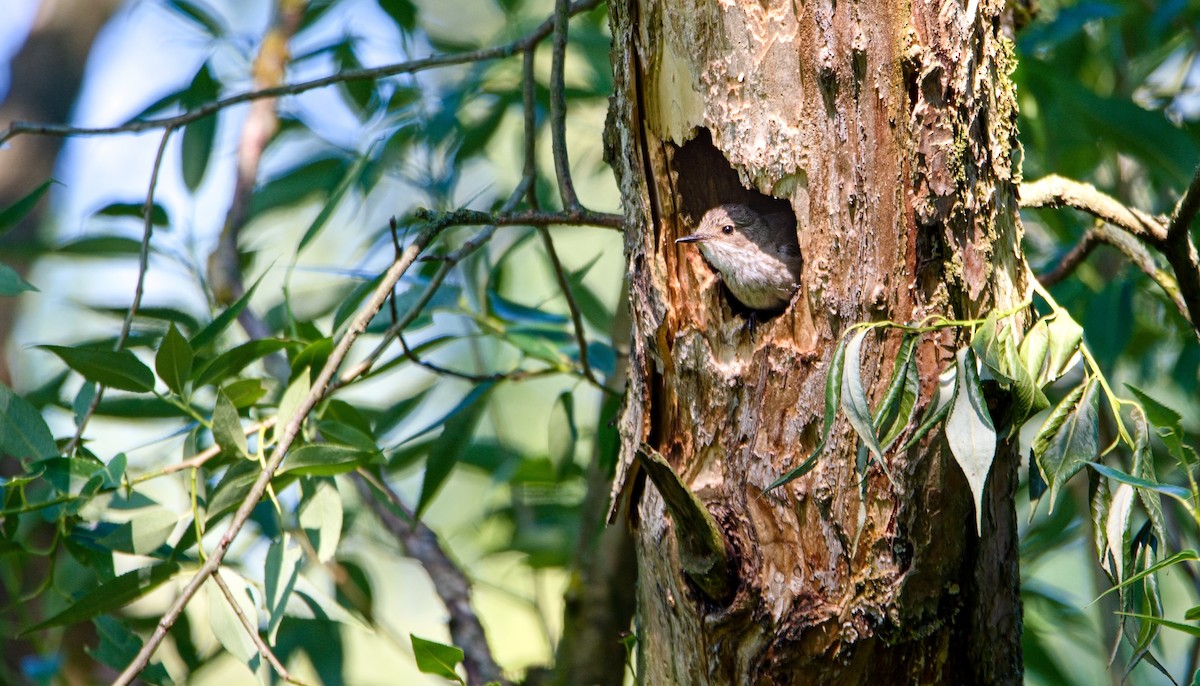 Spotted Flycatcher - ML620831374