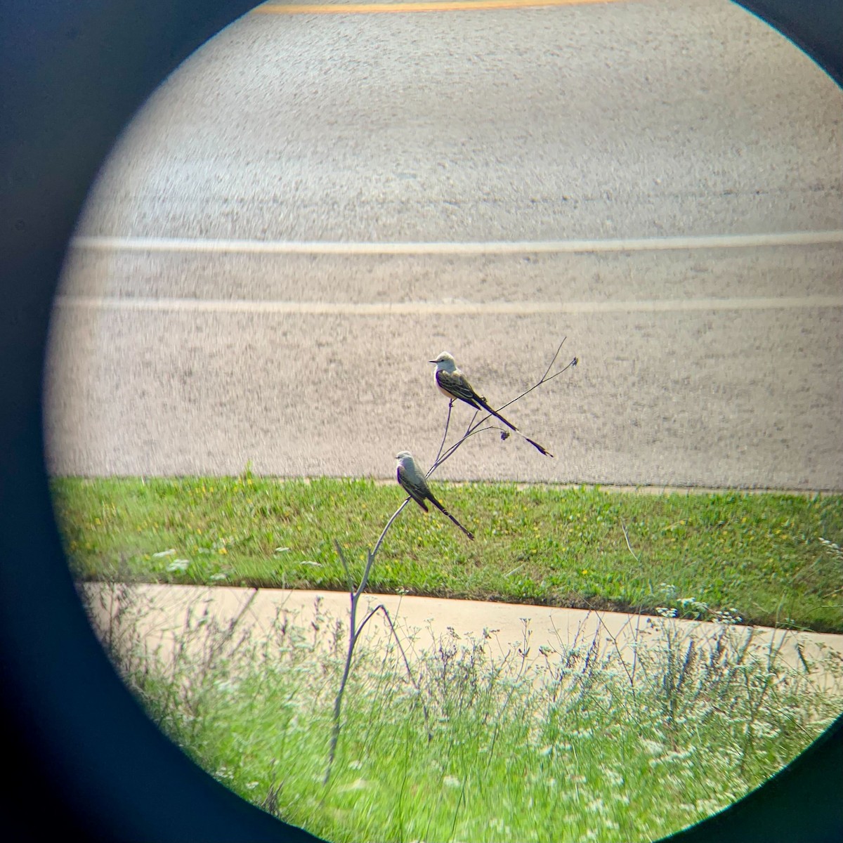 Scissor-tailed Flycatcher - ML620831376