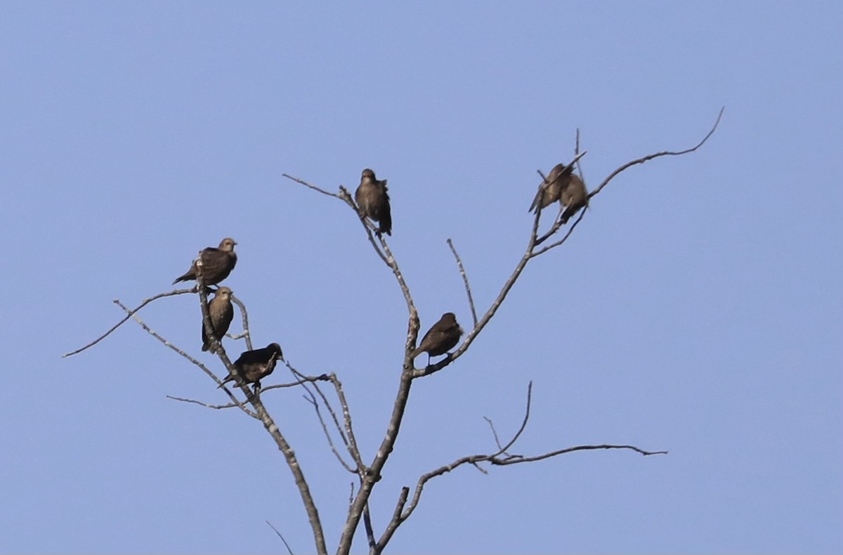 Brown-headed Cowbird - ML620831377