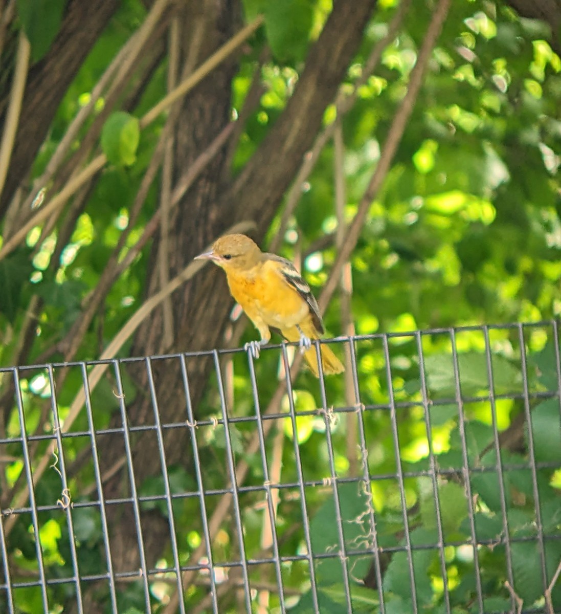 Baltimore Oriole - ML620831382