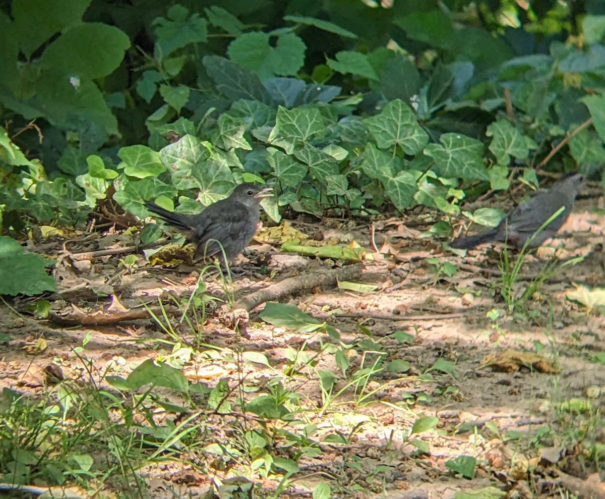 Gray Catbird - ML620831386