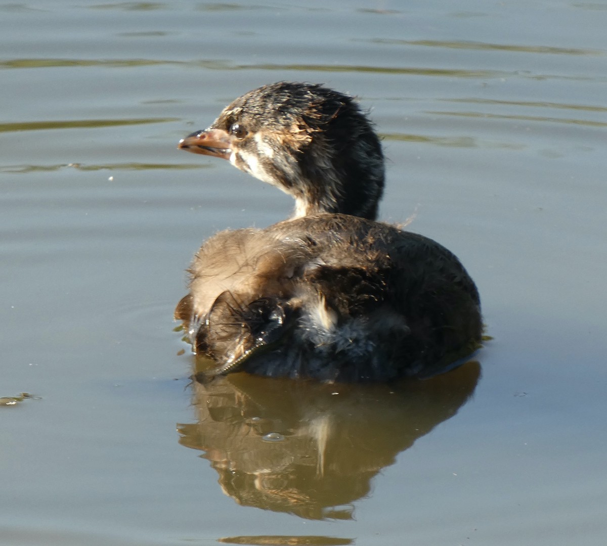 Pied-billed Grebe - ML620831387