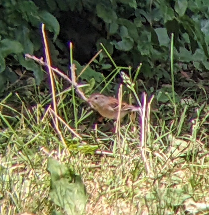 Field Sparrow - ML620831395