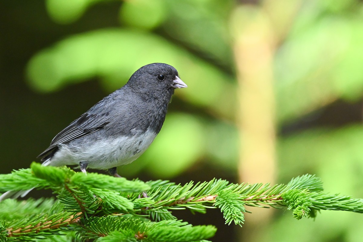 Dark-eyed Junco (Slate-colored) - ML620831396