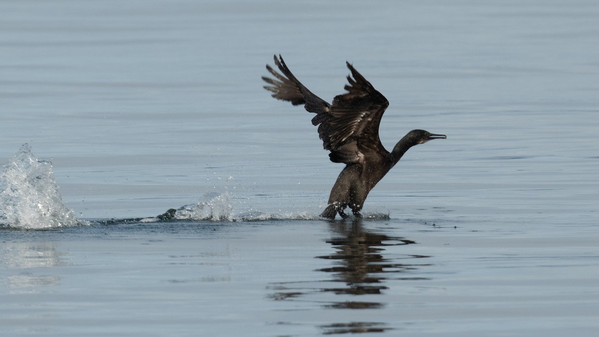 Cormorán Orejudo - ML620831402