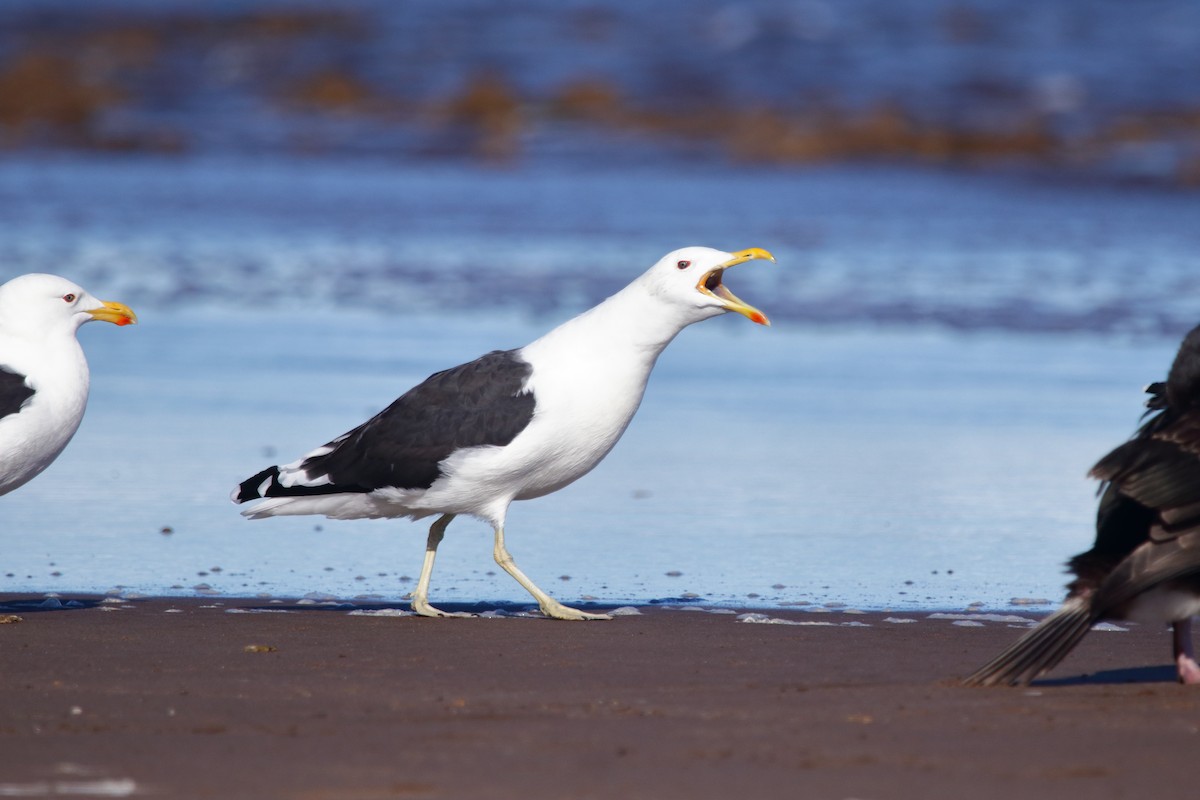 Kelp Gull - ML620831406