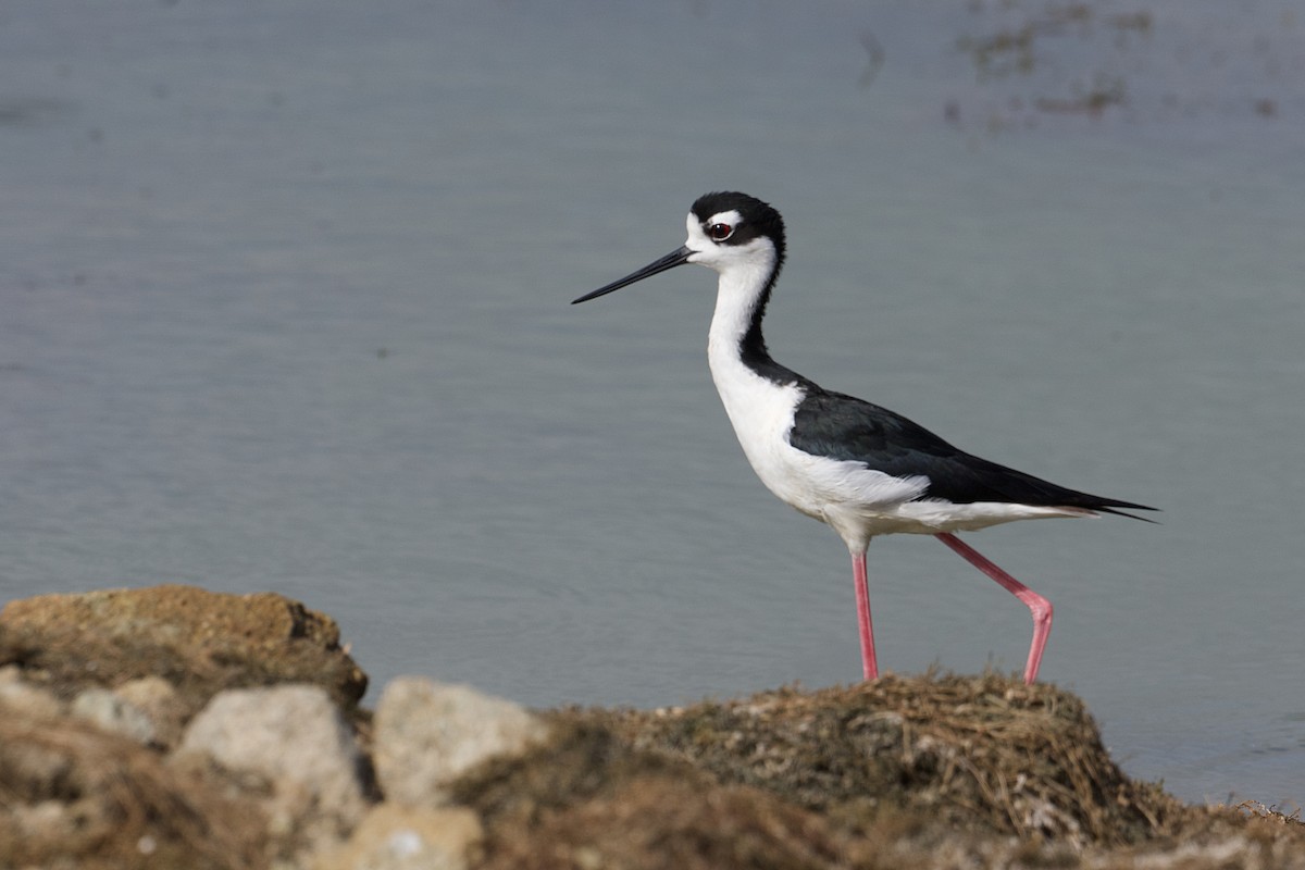 Black-necked Stilt - ML620831411