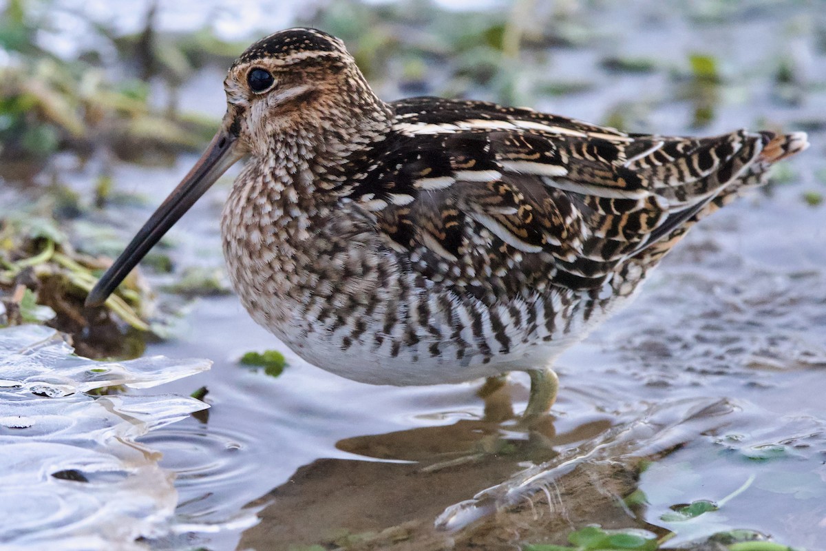 Wilson's Snipe - ML620831412