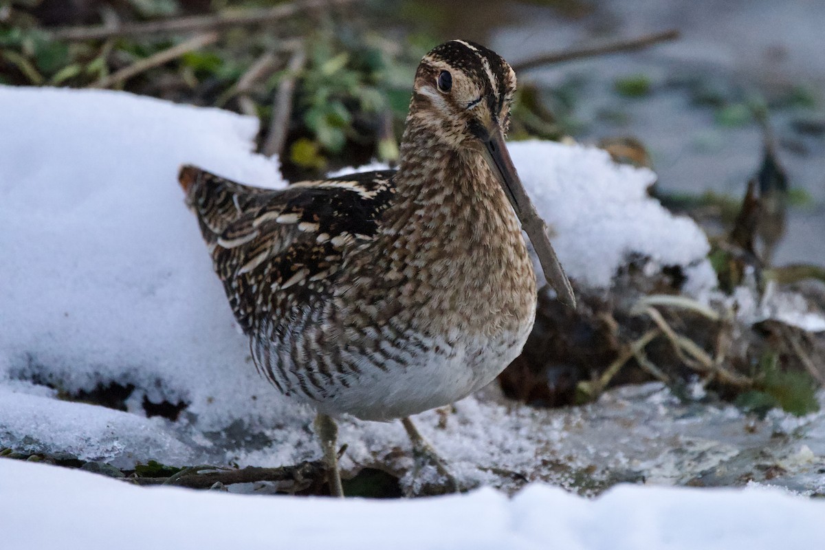 Wilson's Snipe - ML620831413