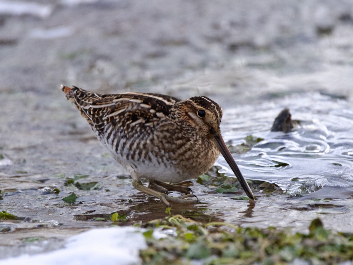 Wilson's Snipe - ML620831414