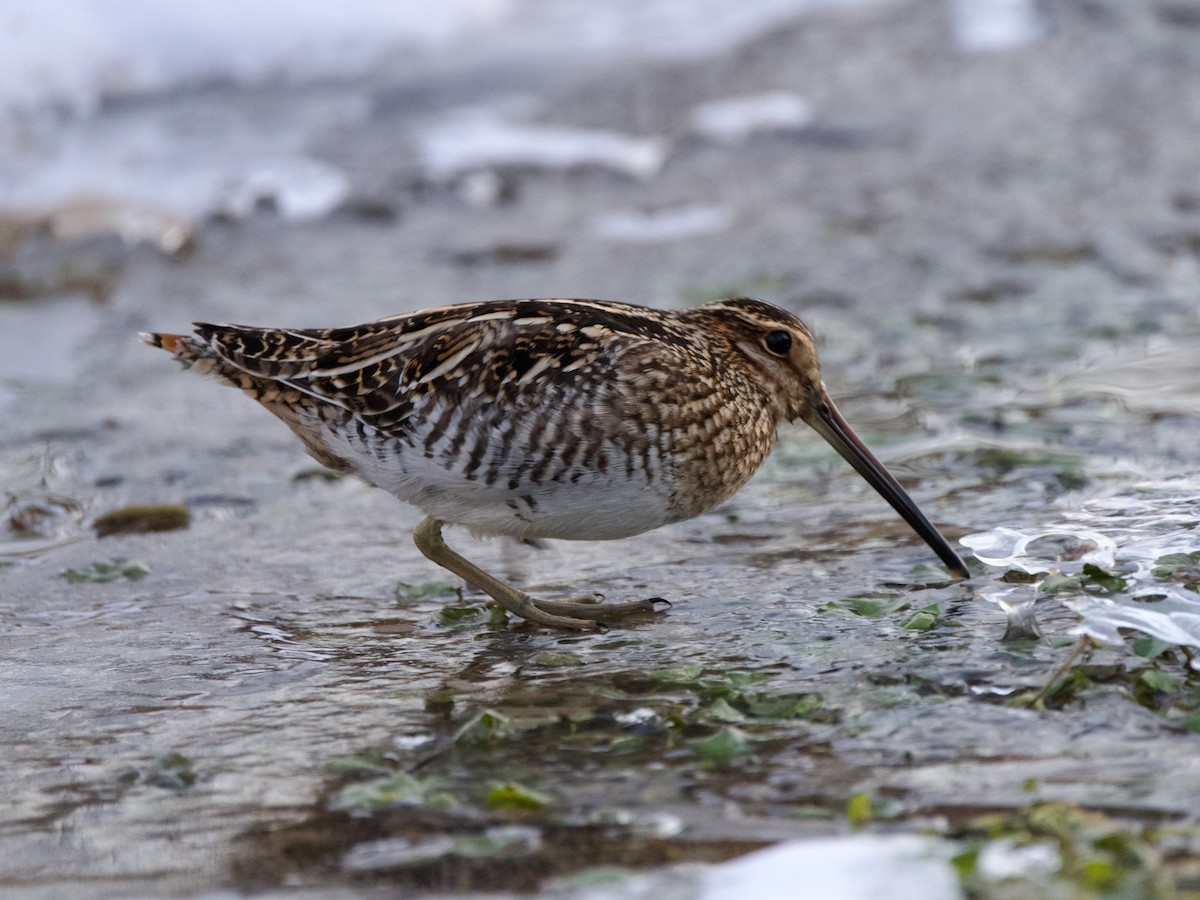 Wilson's Snipe - ML620831415