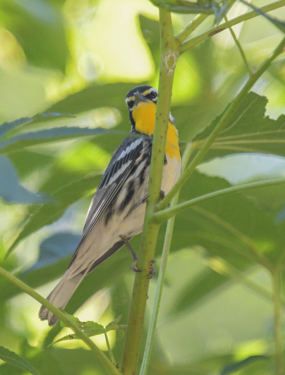Yellow-throated Warbler - ML620831417