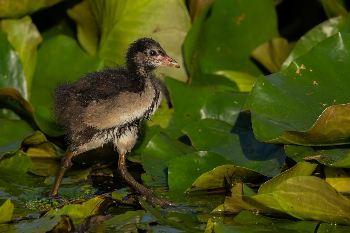 Eurasian Moorhen - ML620831423