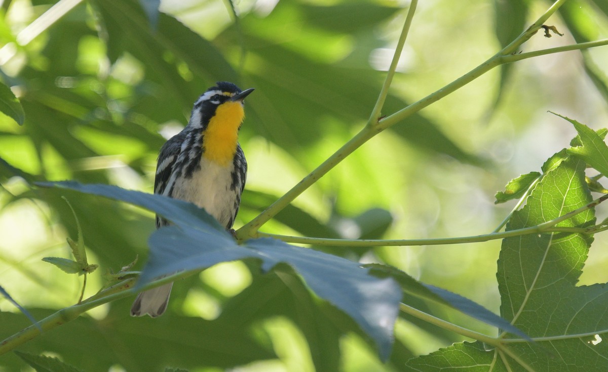 Yellow-throated Warbler - ML620831424