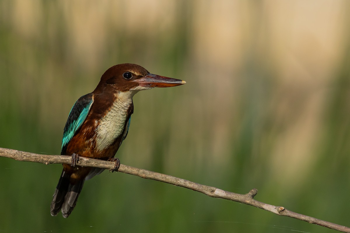 White-throated Kingfisher - ML620831426