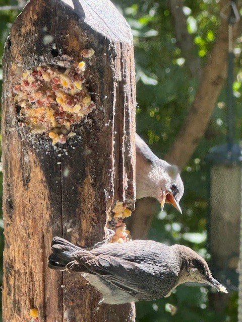 Pygmy Nuthatch - ML620831427