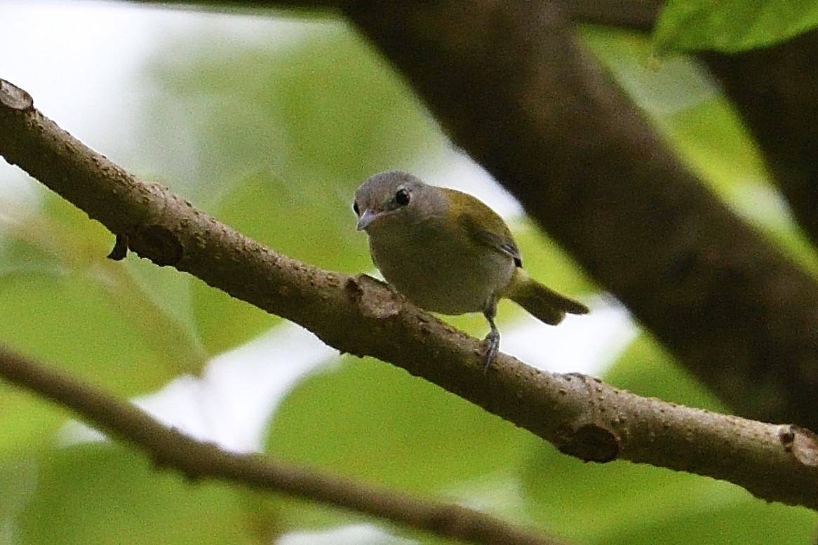 korthalevireo - ML620831433