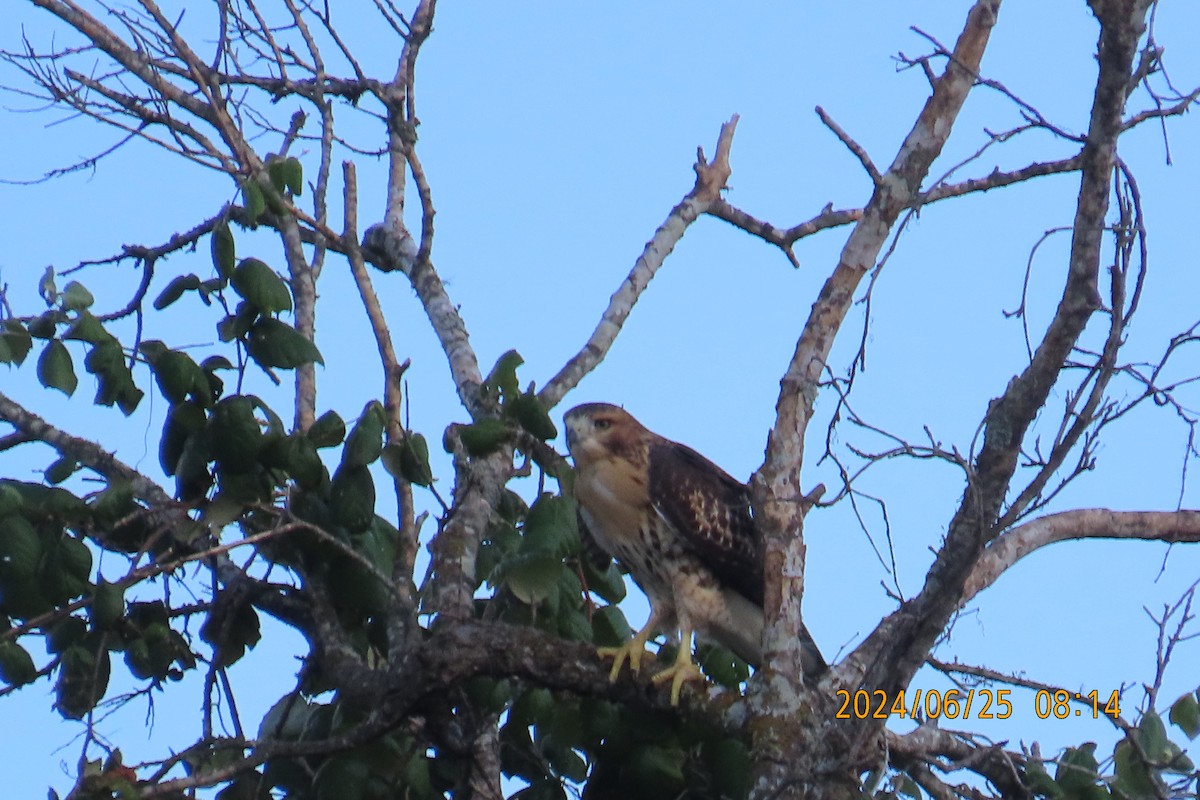 Red-tailed Hawk - ML620831435