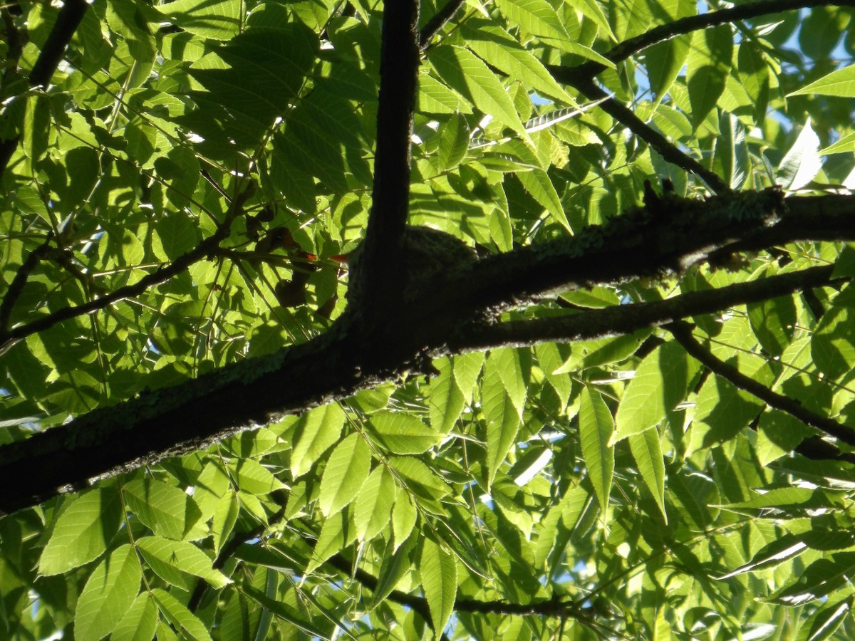 Eastern Wood-Pewee - ML620831436