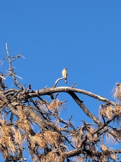 American Kestrel - ML620831437