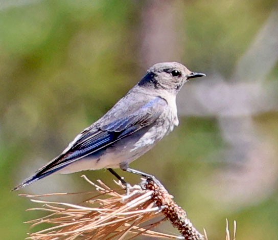 Mountain Bluebird - ML620831440