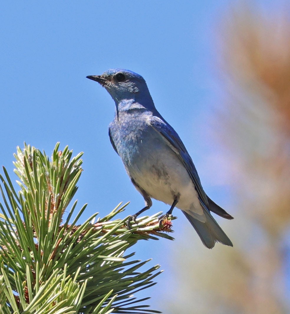 Mountain Bluebird - ML620831441