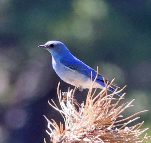 Mountain Bluebird - ML620831443