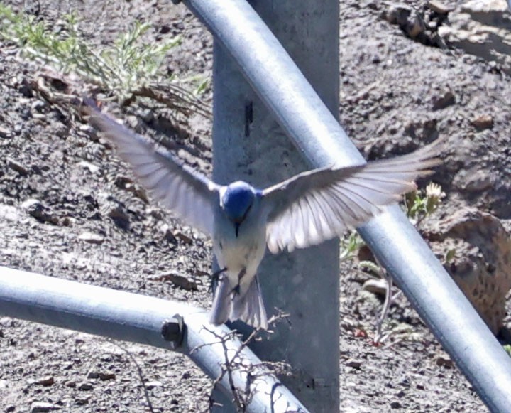 Mountain Bluebird - ML620831444