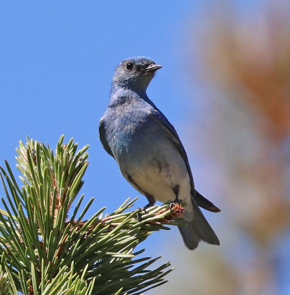 Mountain Bluebird - ML620831445