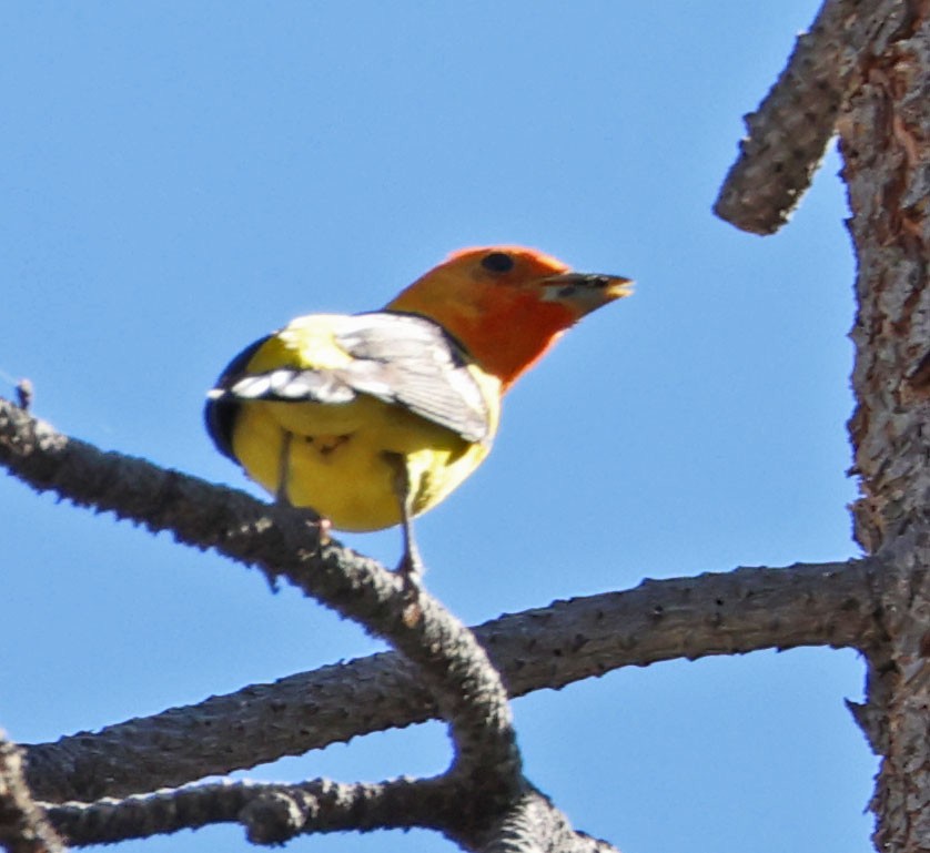 Western Tanager - ML620831447