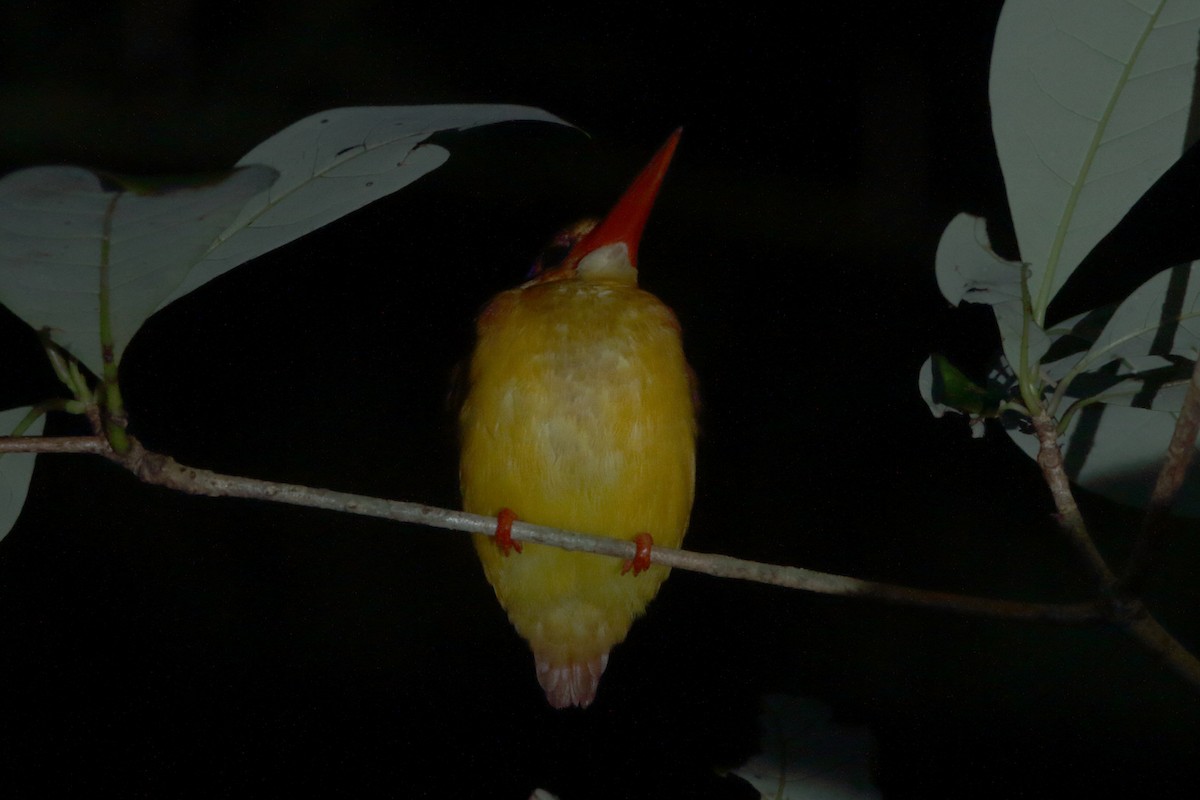 Rufous-backed Dwarf-Kingfisher - ML620831449