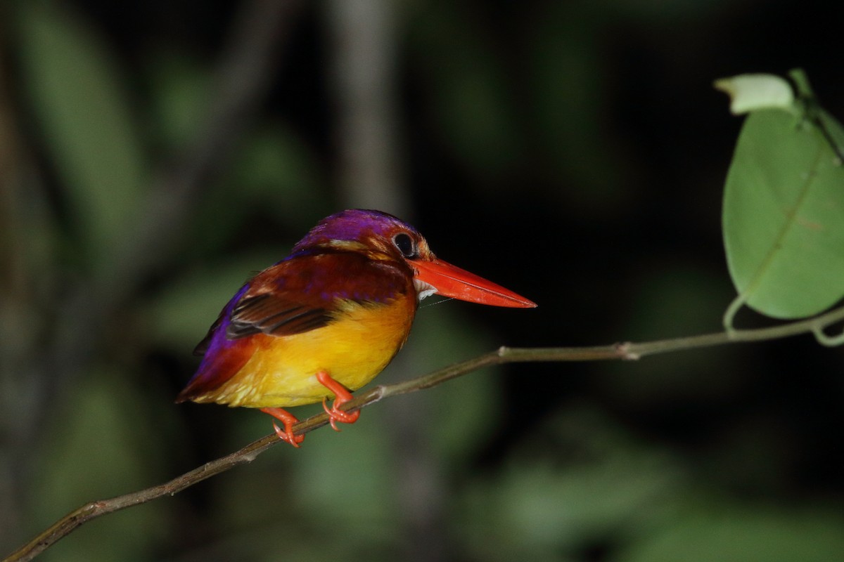 Rufous-backed Dwarf-Kingfisher - ML620831450