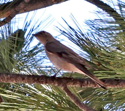 Townsend's Solitaire - ML620831453