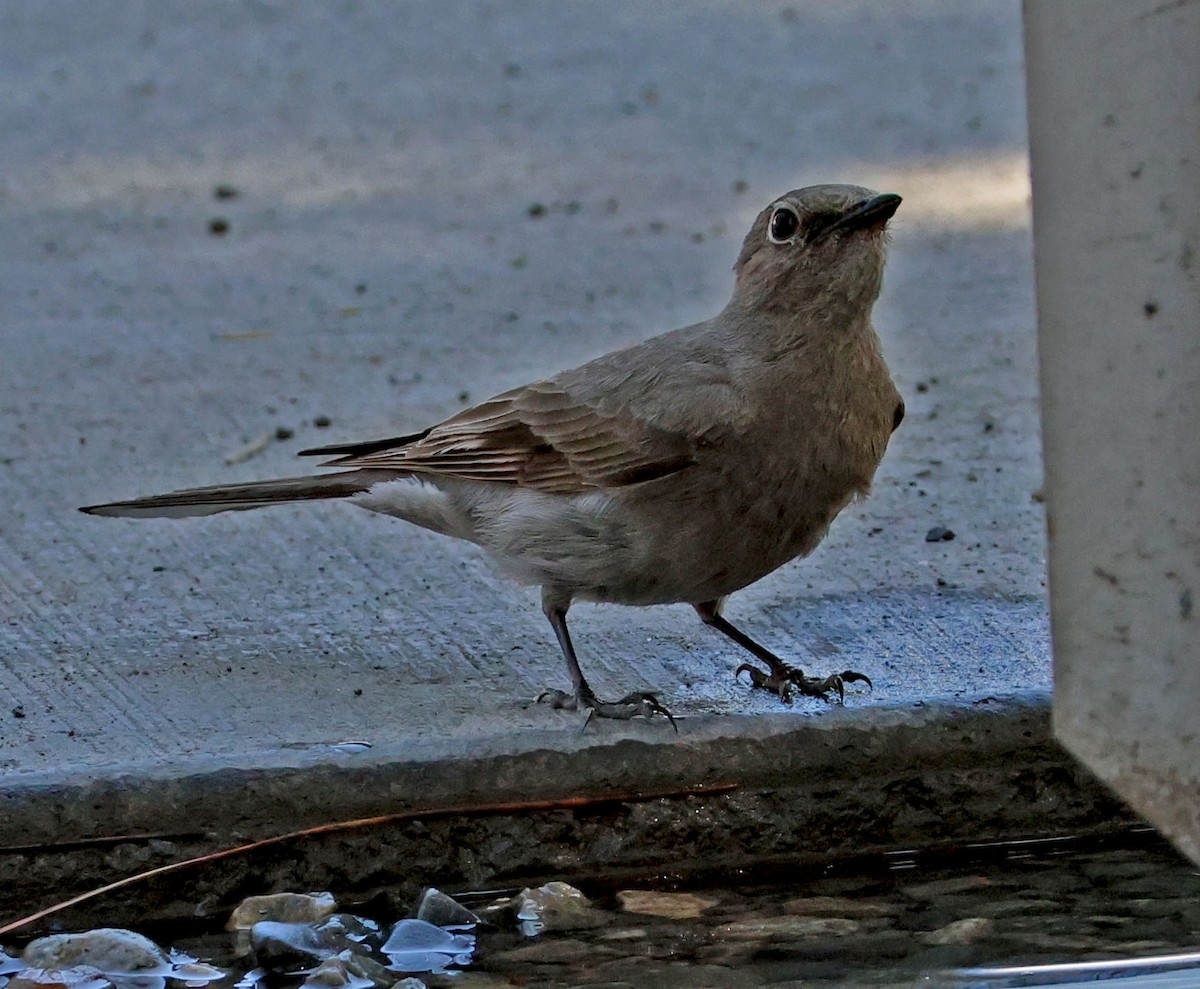 Townsend's Solitaire - ML620831454