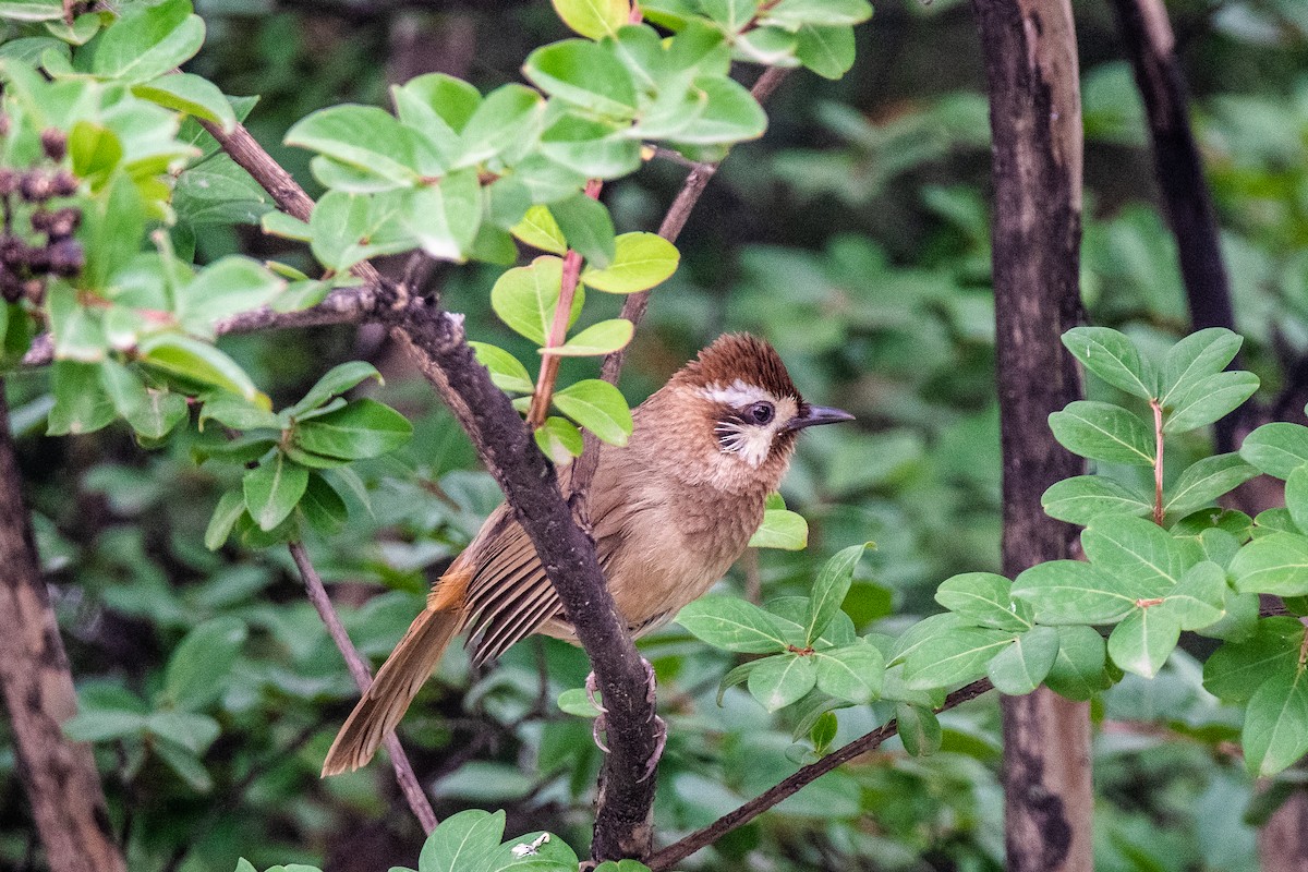 White-browed Laughingthrush - ML620831455