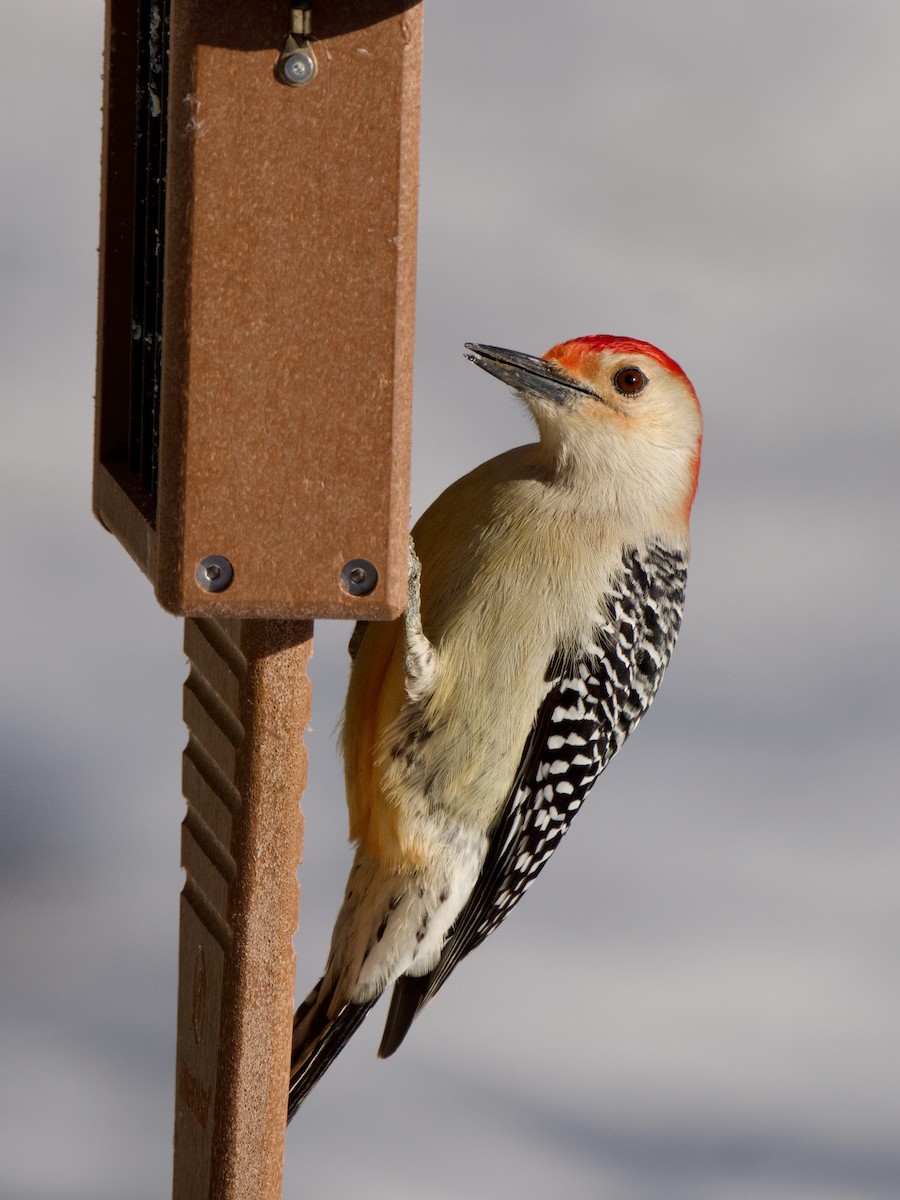 Red-bellied Woodpecker - ML620831456