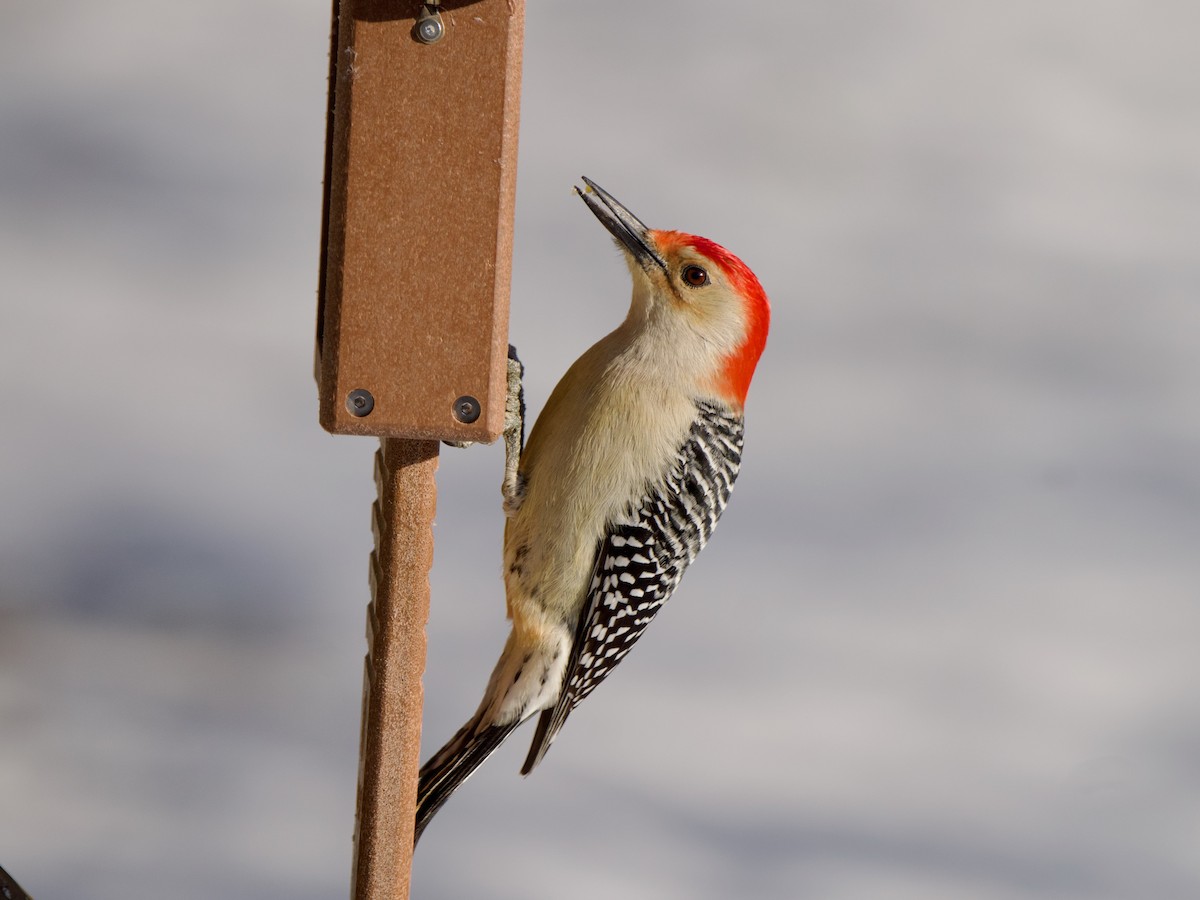 Red-bellied Woodpecker - ML620831457