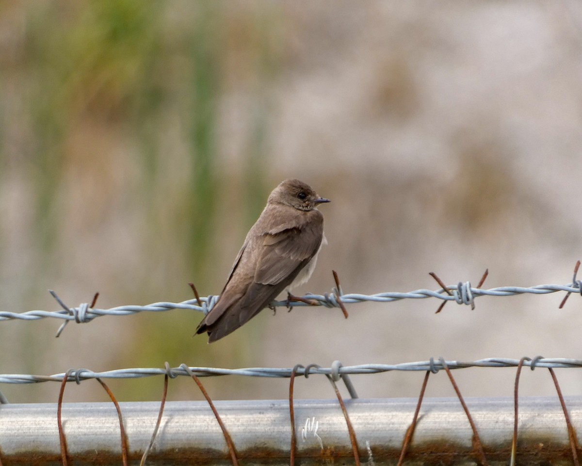 Northern Rough-winged Swallow - ML620831462
