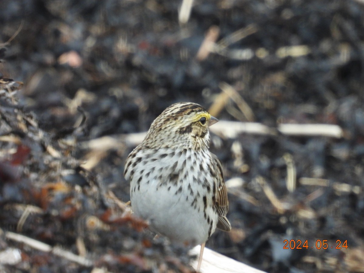 Savannah Sparrow - ML620831464