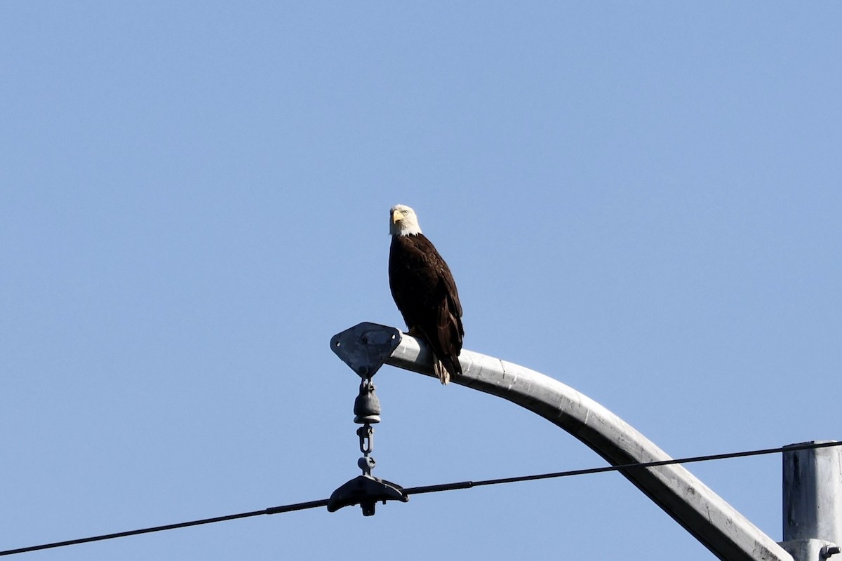 Bald Eagle - ML620831469