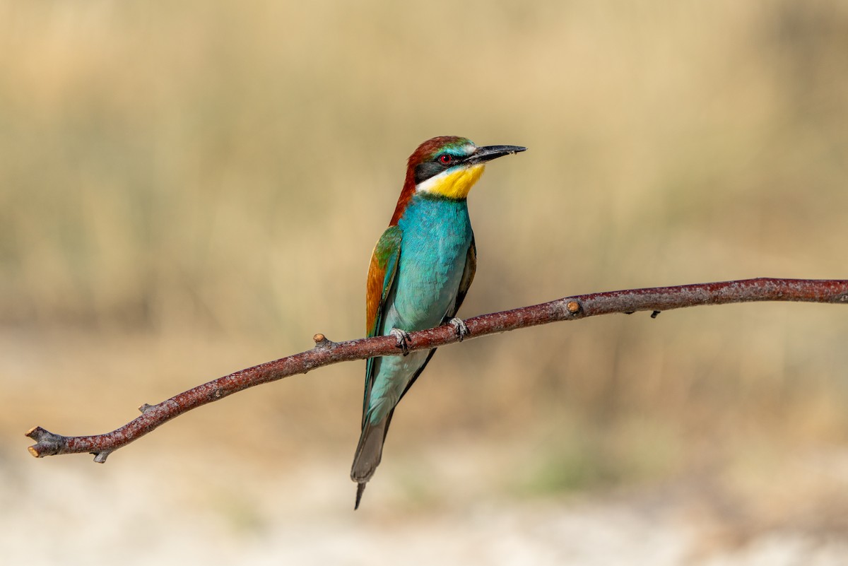 European Bee-eater - ML620831471