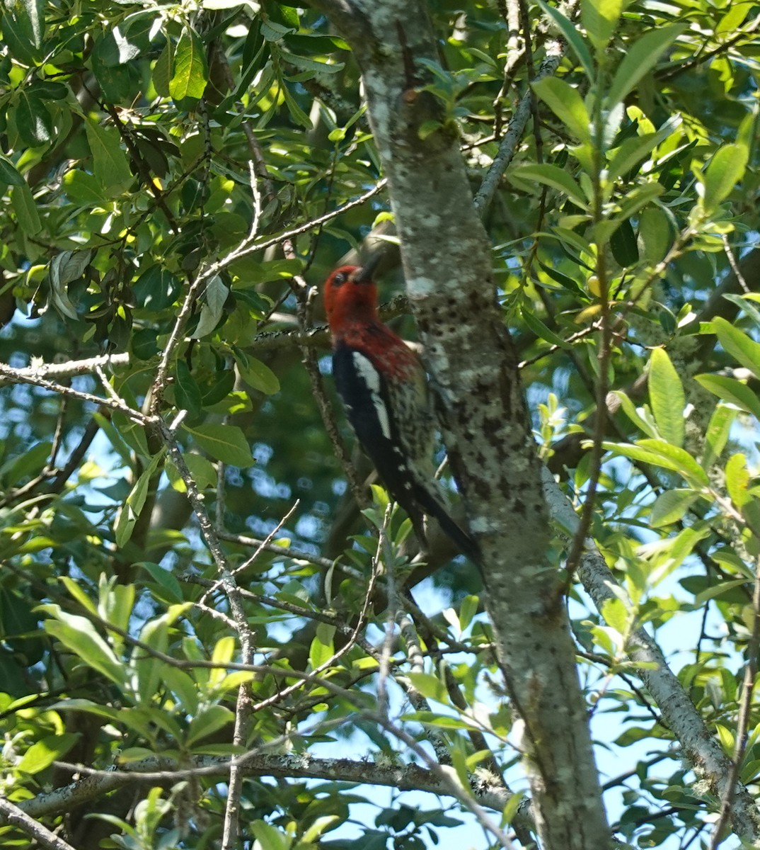 Red-breasted Sapsucker - ML620831484