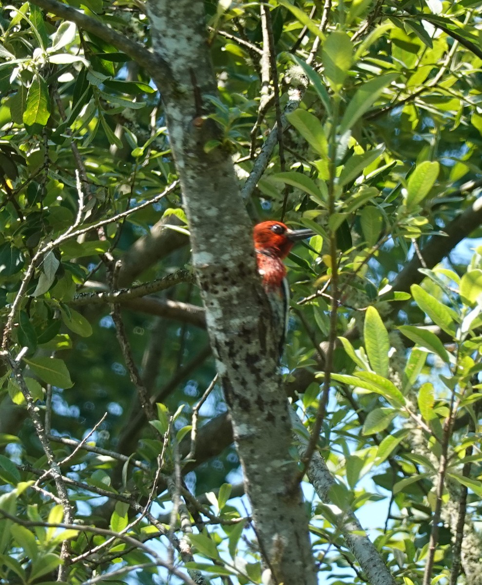 Red-breasted Sapsucker - ML620831485