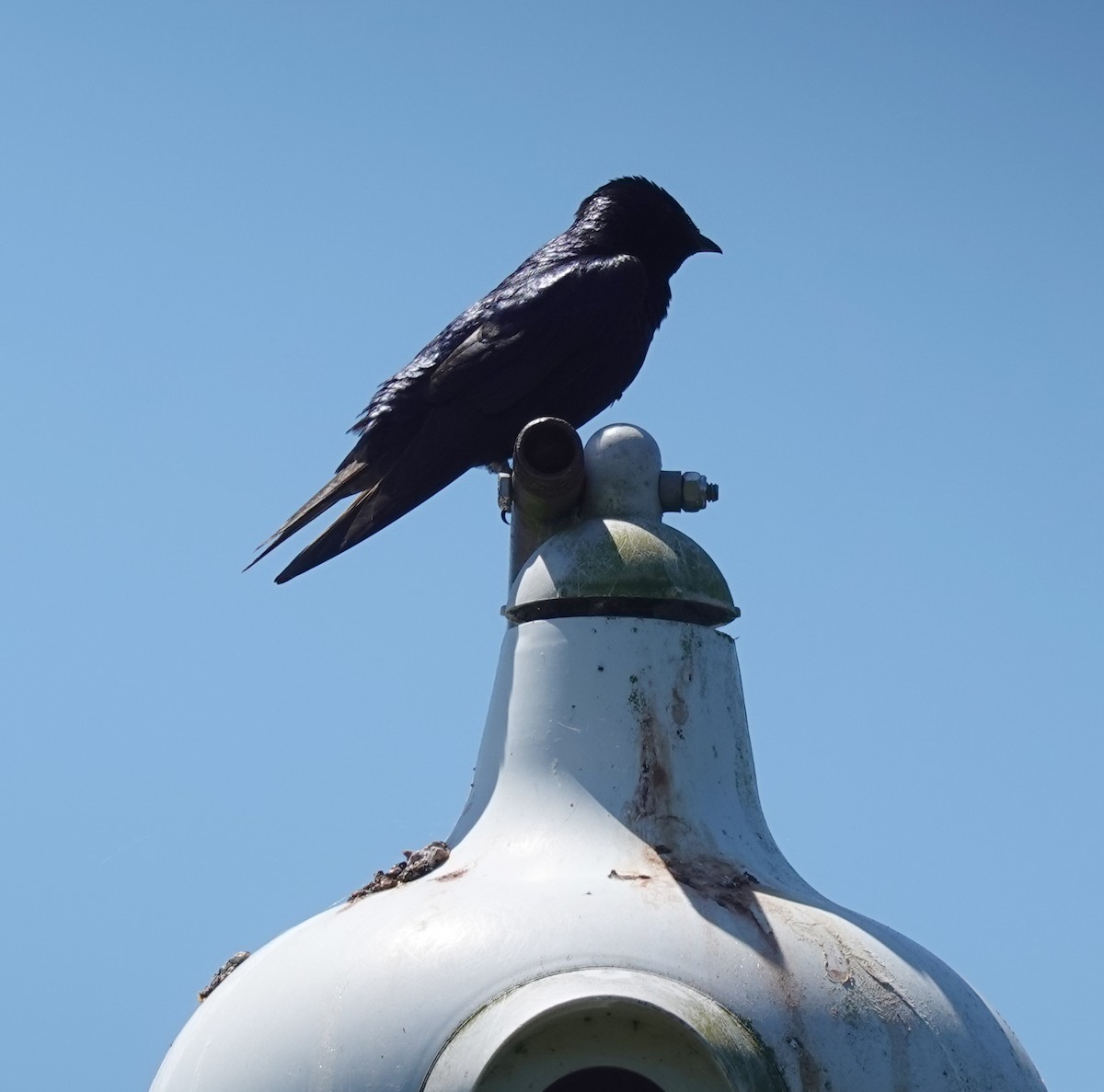 Purple Martin - ML620831490