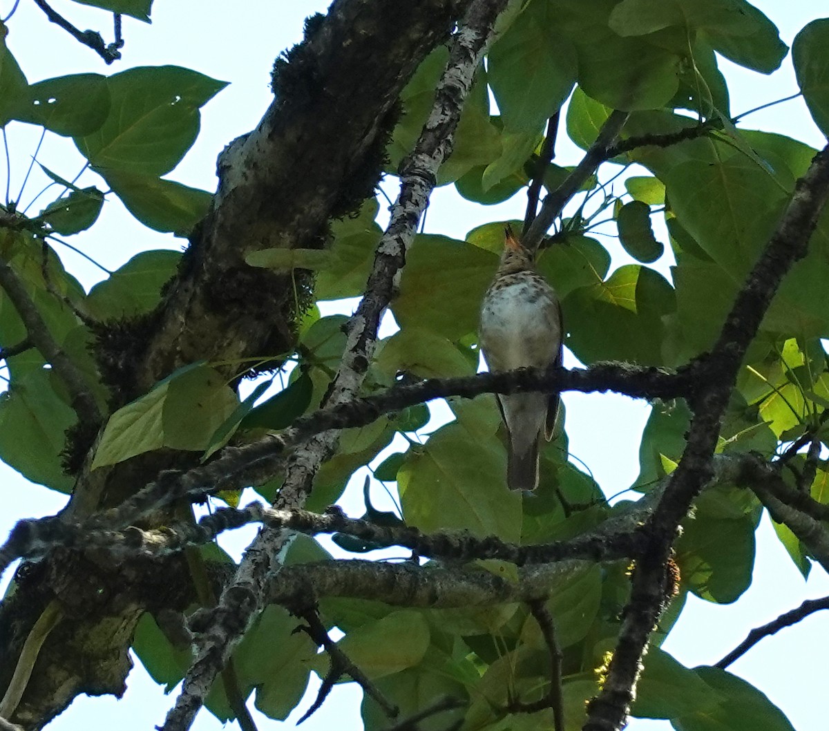 Swainson's Thrush - ML620831495