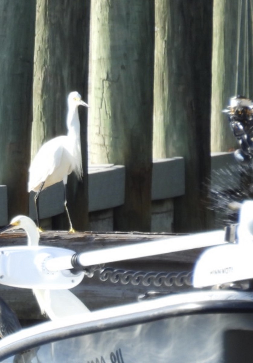 Snowy Egret - ML620831496