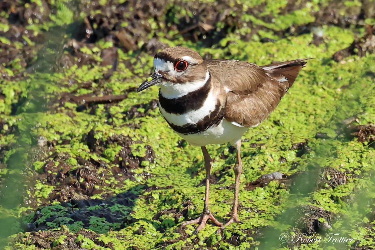 Killdeer - ML620831499