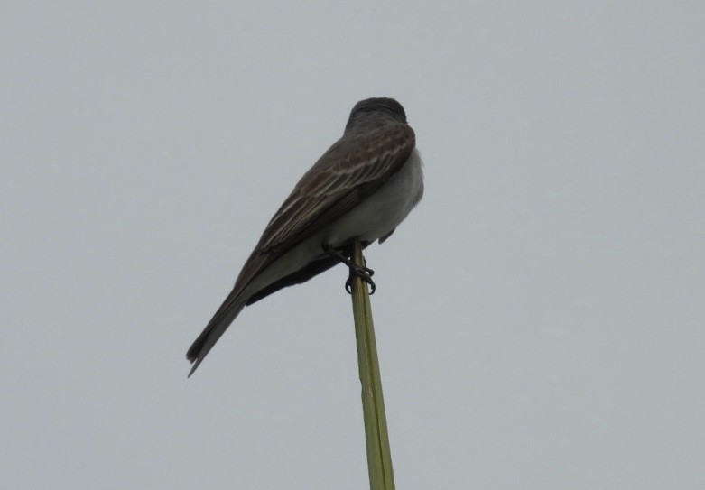 Gray Kingbird - ML620831503