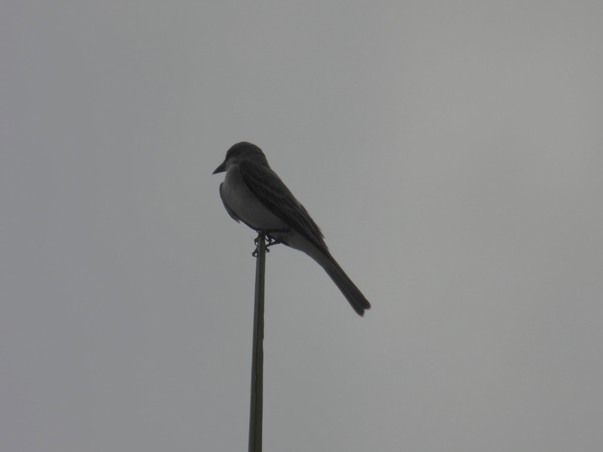 Gray Kingbird - ML620831504