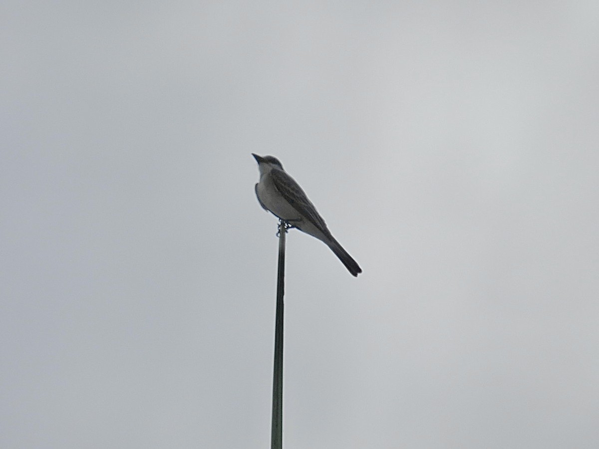 Gray Kingbird - ML620831505